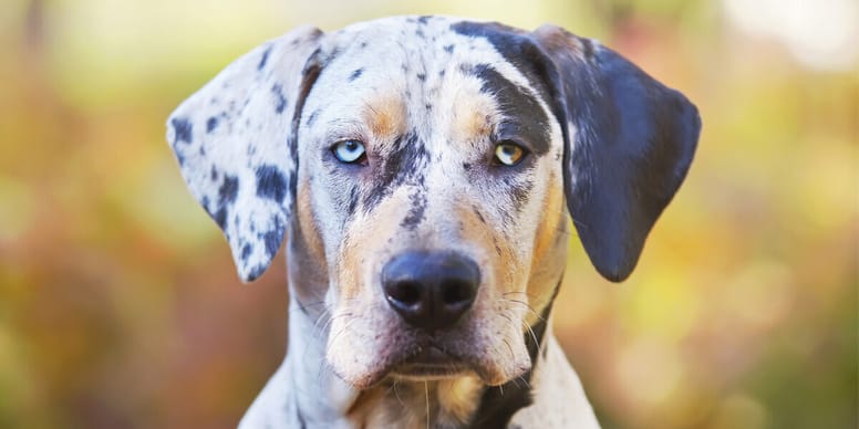 Louisiana Catahoula Leopard Dog Temperament Z chter Preis Bilder louisiana-catahoula-leopard-dog-temperament-z-chter-preis-bilder